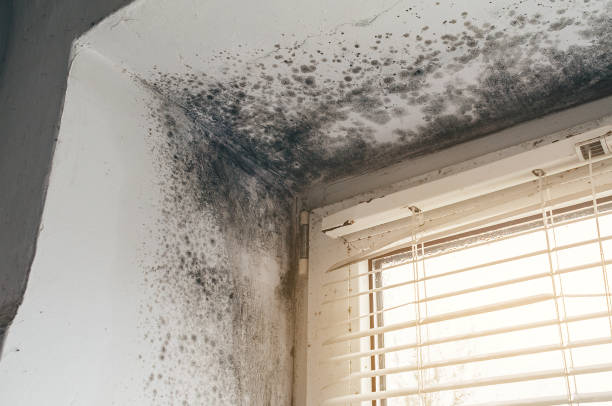 Affordable Basement Mold Removal solutions in Mukilteo, WA